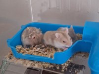 ELE ALIŞIK, SAĞLIKLI GONZALES HAMSTER YAVRULARI