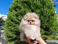 Minik pomeranian ayıcık yeni ailesini beklemektedir