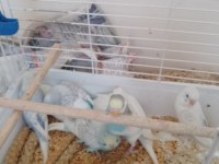 Yavru muhabbet kuşu erkek