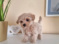 Maltipoo Sevimli Yavrular