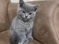 British longhair yavrularımız yeni yuvasını arıyor