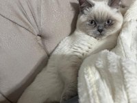 Aşıları tam british shorthair