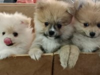 Pomeranian köpeği yavrularımız