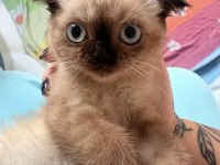 Scottish Fold Çikolata Point Dişi Mamaya Sahiplendirilecek