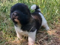Amerikan Akita inu