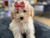 Mini -Teacup Poodle