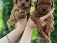Bebek Gibi Toy Poodle İsteyen