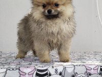 Küçük pomeranian ayıcıklar