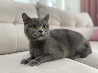 Gri british shorthair dişi