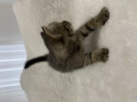 Golden Black british shorthair yavru kedimiz
