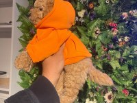 Efsane poodle yavrularımız hazır