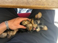 TEACUP Yorkshire bebek köpekler