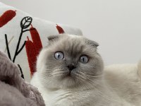 Erkek British Shorthair Sahiplendirilecektir