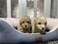 3.5 kg garantili maltipoo yavrular