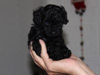 Safkan anne altından toy poodle bebekler