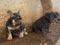 A kalite french bulldog