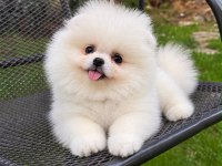 Irk ve sağlık garantili pomeranian boo bebekler