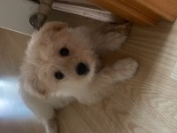 3 Aylık Köpeğimiz