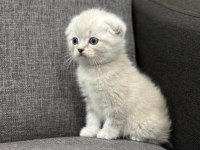 Scottish fold blue point ver british silver point bebekler