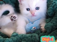 Safkan British Longhair ve Shorthair Show Kalite Yavrular