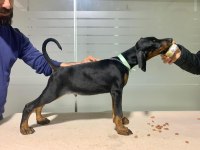 A kalite garantili doberman bebekler