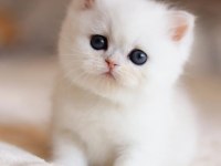 Masmavi Gözlü Ns1133 British Shorthair