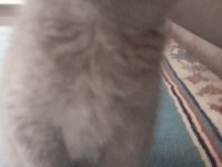 Safkan british shorthair yavru