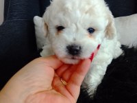 Bichon Frise Yavruları