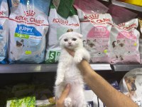 Dişi ve Erkek Süt Beyaz Scottish Fold Bebekler