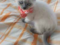 British Shorthair 50 günlük bebekler