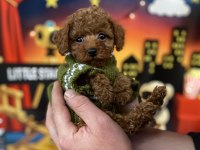 Toy Poodle Yavruları