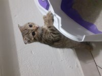 Ücretsiz scottish fold kediler