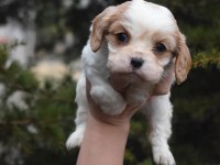 Kaliteli Cavalier King Charles Spaniel Yavruları