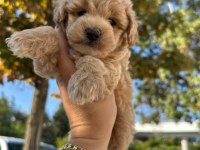 Maltipoo yavrum 55 günlük köpekler