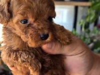 KUCUK POODLE YAKİSIKLILAR