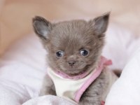 Mini Elma Kafa Küt Burun Chihuahua Bebekler