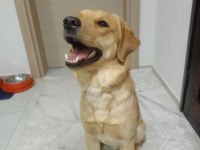 Henüz 1 yaşında labrador Yeni Sahibini bekliyor