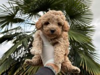 Poodle Ayarında Maltipoo Bebekler 