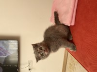 Scottish fold yavru