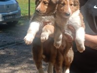 Rouch Collie
