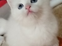 British shorthair magnum prensibi kim ister