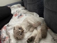 3 yaşında scottish fold 3 gün önce çiftleştirdim