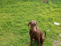 Eğitimli Doberman Ev Köpeği