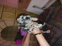 2 aylık fransız bulldog yavruları 7 tane 3 dişi 4 erkek
