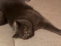 British Shorthair Kısır Ev Kedisi