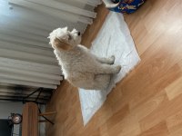 Pasaportlu aşıları eksiksiz köpeğimiz