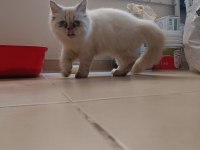 Shorthair Iran persian (PUG ile takas var)
