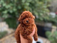 Red brown toy poodle ERKEK BEBEKLERİMİZ