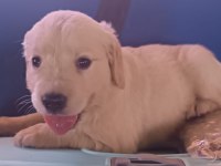 Safkan golden retriever yavrularımız