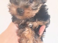 Orjinal mini minnacık yorkshire terrier